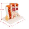 VIDECOR Arteriovenous Model of Human Blood Vessel Anatomy view 2