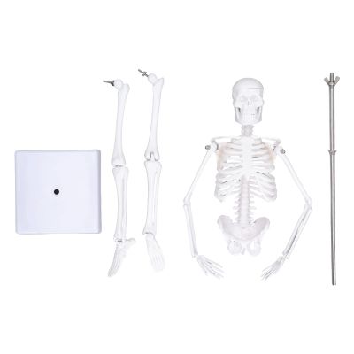 45 cm Human Skeleton Anatomy Model with Movable Limbs and Stand