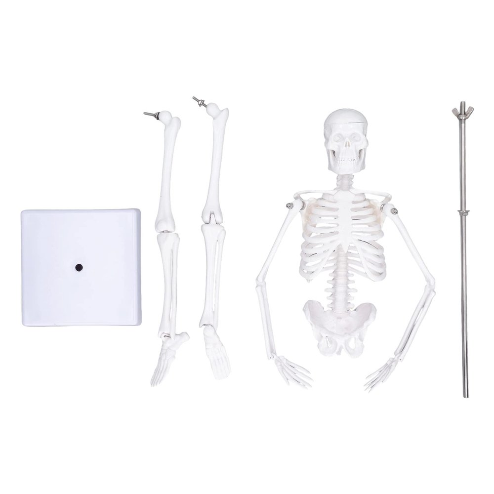 45 cm Human Skeleton Anatomy Model with Movable Limbs and Stand
