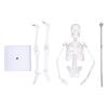 45 cm Human Skeleton Anatomy Model with Movable Limbs and Stand view 1