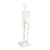 45 cm Human Skeleton Anatomy Model with Movable Limbs and Stand view 2
