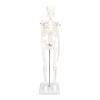 45 cm Human Skeleton Anatomy Model with Movable Limbs and Stand view 3