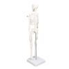 45 cm Human Skeleton Anatomy Model with Movable Limbs and Stand view 4
