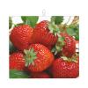 Microfiber Dish Drying Mat, Strawberry Design, 46 x 41 cm view 1
