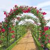 GueTTO Metal Rose Arch, 180 cm W x 220 cm H, Stainless Steel view 2