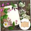SOLUSTRE Plant Specimen Holder, Portable and Easy to Store for Classroom Use view 2