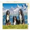 Puzzle: Bernese Mountain Dogs in Switzerland view 1