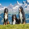 Puzzle: Bernese Mountain Dogs in Switzerland view 2
