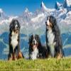 Puzzle: Bernese Mountain Dogs in Switzerland view 3