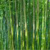 HAN MAN XIU 3D Self-Adhesive PVC Bamboo Forest Wall Mural view 4