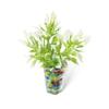 Odoria 1:12 Miniature Potted Plants Dollhouse Accessory, Multicolor view 1