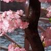 CGLYYDS Artificial Cherry Blossom Tree, Pink Peach Blossoms, Real Wood Stems, 1.5 x 1 m view 4