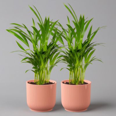 Areca Palm in Pink Vibes Planter, 13 cm, Approx. 20–30 cm Tall, Set of 2