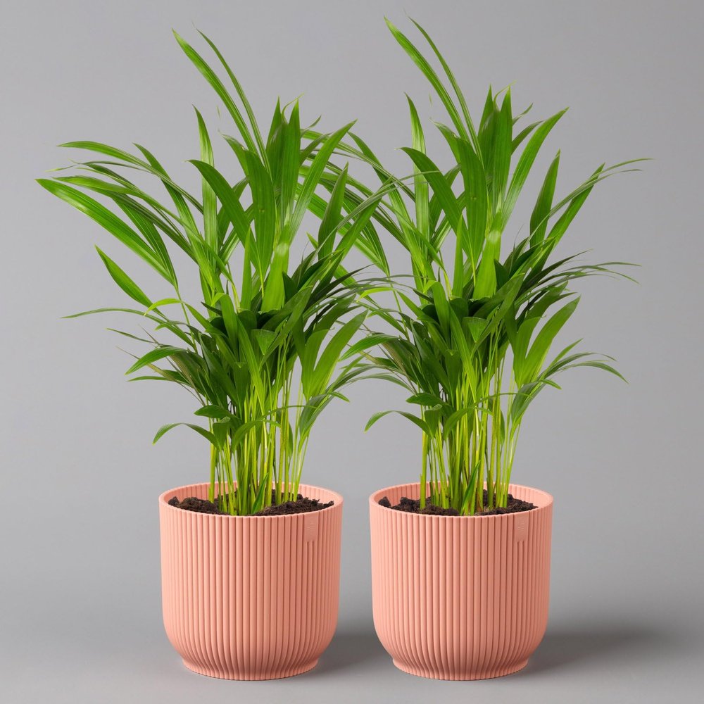 Areca Palm in Pink Vibes Planter, 13 cm, Approx. 20–30 cm Tall, Set of 2