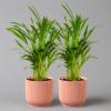 Areca Palm in Pink Vibes Planter, 13 cm, Approx. 20–30 cm Tall, Set of 2 view 1