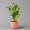 Areca Palm in Pink Vibes Planter, 13 cm, Approx. 20–30 cm Tall, Set of 2 view 2