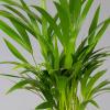 Areca Palm in Pink Vibes Planter, 13 cm, Approx. 20–30 cm Tall, Set of 2 view 3