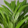 Areca Palm in Pink Vibes Planter, 13 cm, Approx. 20–30 cm Tall, Set of 2 view 4