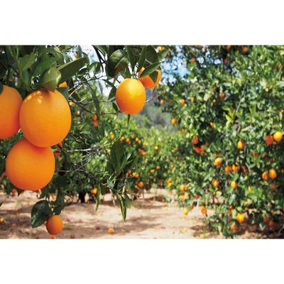 SDOTPMT 10x6.5ft Fruit Plants Orange Orchard Rustic Countryside Polyester Backdrop