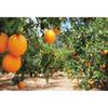 SDOTPMT 10x6.5ft Fruit Plants Orange Orchard Rustic Countryside Polyester Backdrop view 1