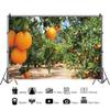SDOTPMT 10x6.5ft Fruit Plants Orange Orchard Rustic Countryside Polyester Backdrop view 2