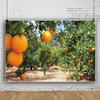 SDOTPMT 10x6.5ft Fruit Plants Orange Orchard Rustic Countryside Polyester Backdrop view 3