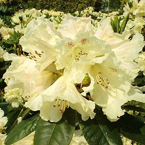 Large-Flowered Rhododendron Bellini 30–40 cm – Alpine Rose – Live Garden Plant