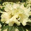 Large-Flowered Rhododendron Bellini 30–40 cm – Alpine Rose – Live Garden Plant view 1