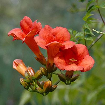 Large Mme. Galen Trumpet Vine 80–100 cm – Campsis tagliabuana – Live Garden Plant from the Nursery