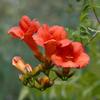Large Mme. Galen Trumpet Vine 80–100 cm – Campsis tagliabuana – Live Garden Plant from the Nursery view 1