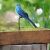 higyee Clip-On Birds for Decoration view 3
