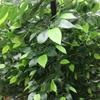 WAGLOS Artificial Banyan Tree, Large Faux Plant for Indoor and Outdoor Decor view 3