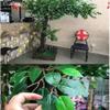 WAGLOS Artificial Banyan Tree, Large Faux Plant for Indoor and Outdoor Decor view 4
