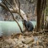 Lais Rottweiler Dog Pooping on Rocks Near a Beautiful Watering Hole Puzzle, 2,000 Pieces view 2