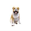 English Bulldog Resin Statue view 1