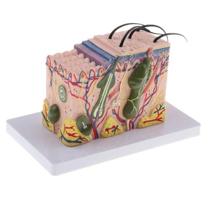 WlP 35x Enlarged Human Skin Model for Anatomy and Dermatology Education