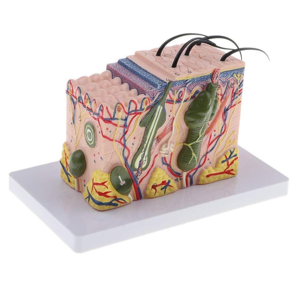 WlP 35x Enlarged Human Skin Model for Anatomy and Dermatology Education