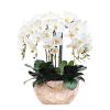 Artificial Phalaenopsis Flowers, 8-Piece Arrangement view 1