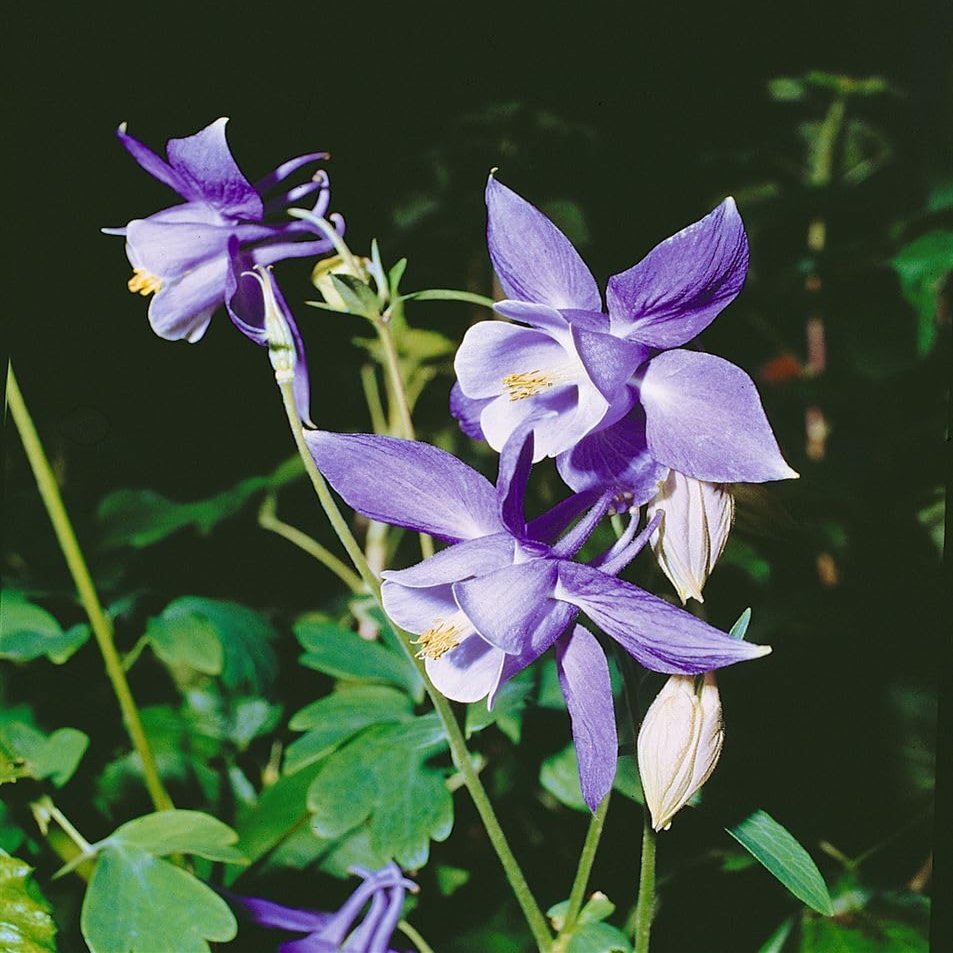Aquilegia alpina 9 x 9 cm Pot – Hardy, Perennial Alpine Columbine