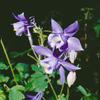 Aquilegia alpina 9 x 9 cm Pot – Hardy, Perennial Alpine Columbine view 1