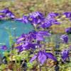 Aquilegia alpina 9 x 9 cm Pot – Hardy, Perennial Alpine Columbine view 2