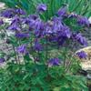 Aquilegia alpina 9 x 9 cm Pot – Hardy, Perennial Alpine Columbine view 3
