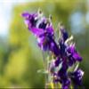 Aquilegia alpina 9 x 9 cm Pot – Hardy, Perennial Alpine Columbine view 4