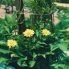 Cephalaria alpina in an 11 x 11 cm Pot – Hardy, Perennial, Easy-Care Alpine Scabious view 1