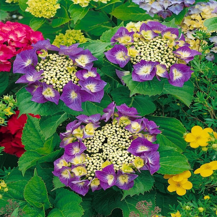Bigleaf Hydrangea 'Frisbee Hot Pink' 30–40 cm, Potted