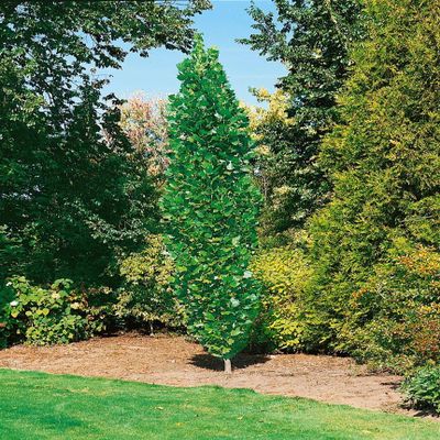 Tulip Tree 'Fastigiatum', 175–200 cm, Potted, Liriodendron tulipifera, Columnar Form
