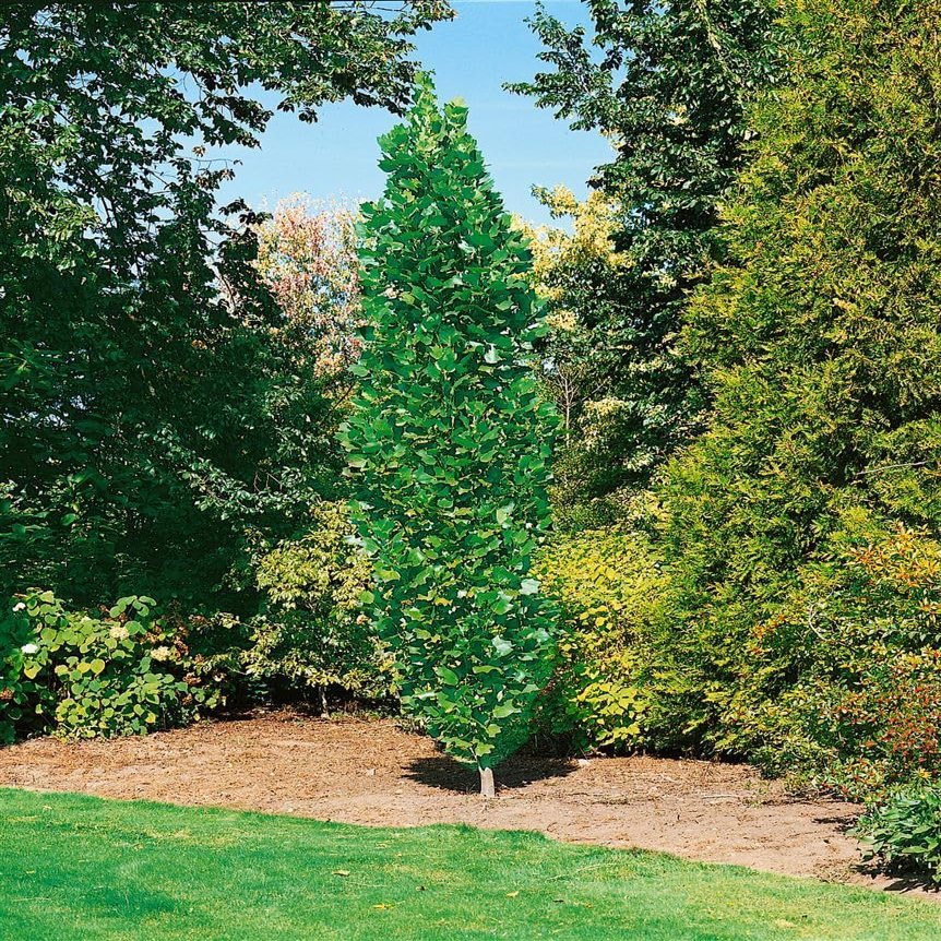 Tulip Tree 'Fastigiatum', 175–200 cm, Potted, Liriodendron tulipifera, Columnar Form