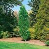 Tulip Tree 'Fastigiatum', 175–200 cm, Potted, Liriodendron tulipifera, Columnar Form view 1