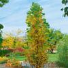 Tulip Tree 'Fastigiatum', 175–200 cm, Potted, Liriodendron tulipifera, Columnar Form view 2