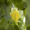 Tulip Tree 'Fastigiatum', 175–200 cm, Potted, Liriodendron tulipifera, Columnar Form view 3